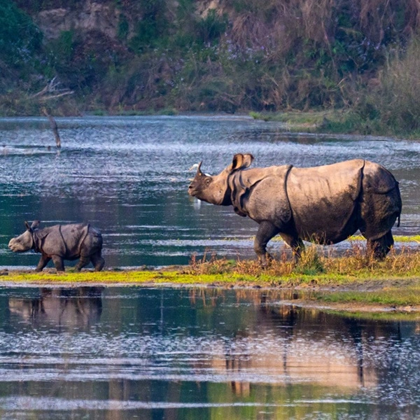 Nepal Safari vs African Safari: What Really Changes
