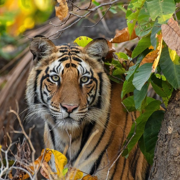 Bengal Tiger Safari in Nepal
