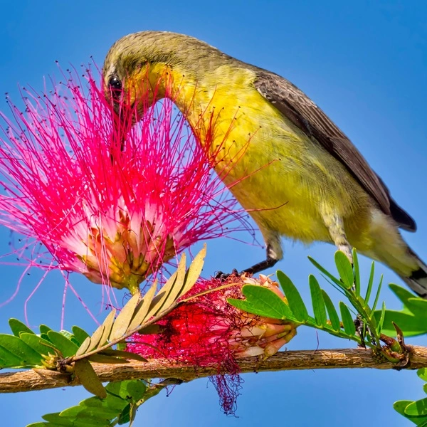 Birdwatching in Nepal