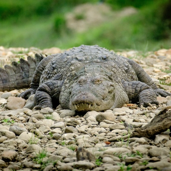Chitwan vs Bardia: Which Is Better for Tiger Safari