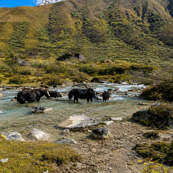 Druk Path Trek Guide