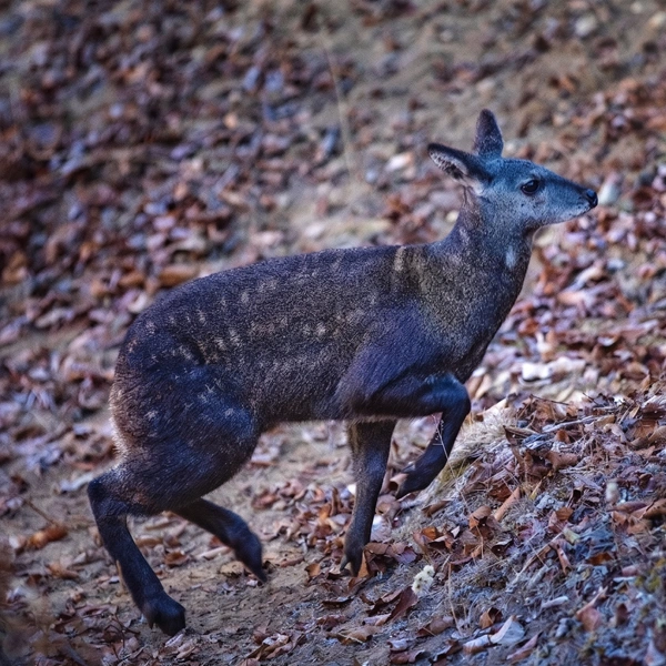 Tracking the Himalayan Musk Deer