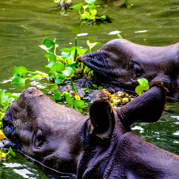 Luxury Chitwan