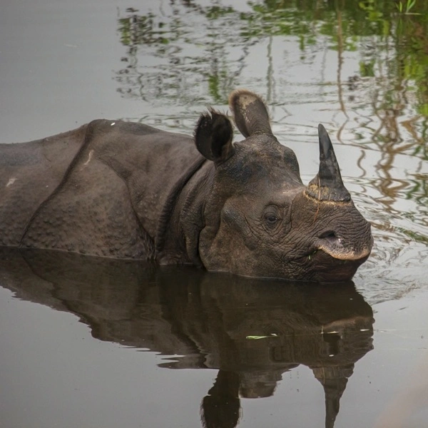 One-Horned Rhino Safari in Nepal
