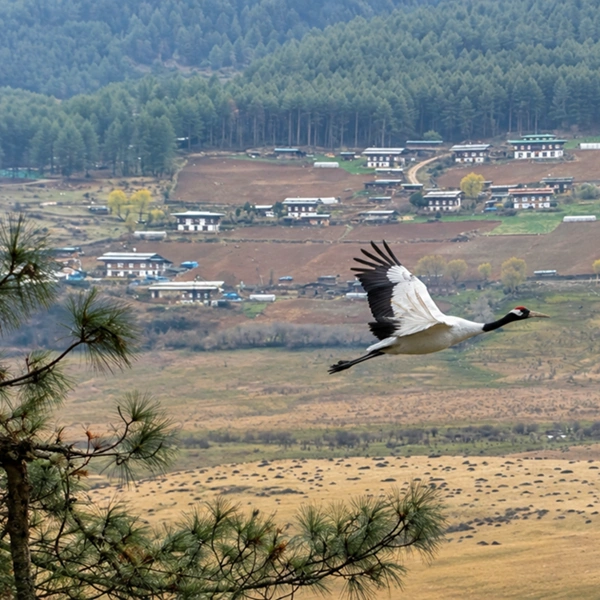 Phobjikha Valley Cranes, Gangtey Goenpa & Winter Access
