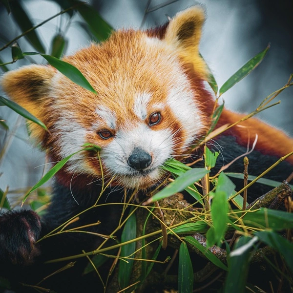 Red Panda Tracking in Nepal