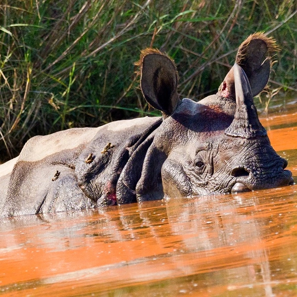 Luxury Wildlife Safari in Nepal