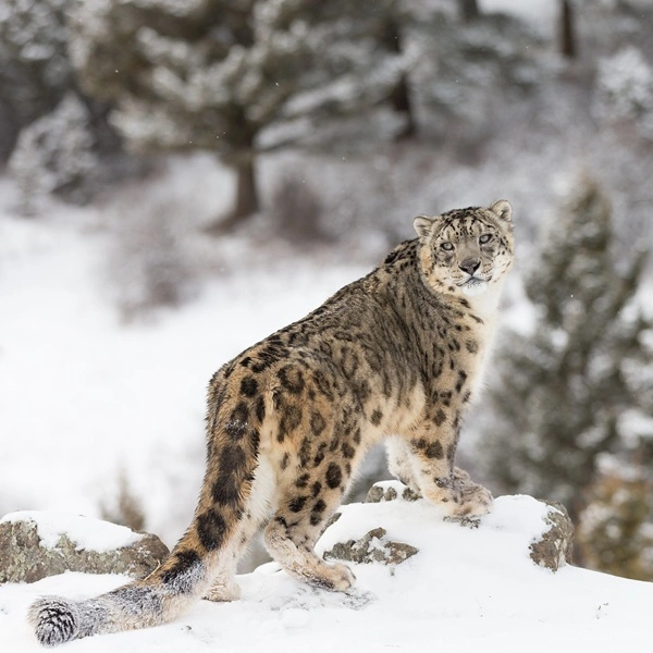 Snow Leopard Tracking in Nepal
