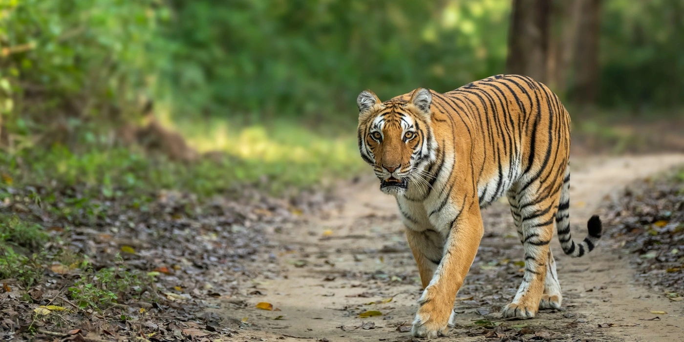 Luxury Chitwan Jungle Safari