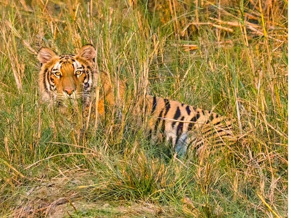 Bardia Wildlife Safari