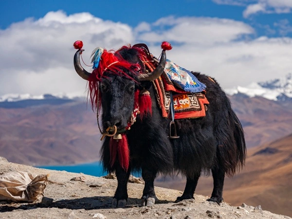 Lhasa to Shigatse Private Tour