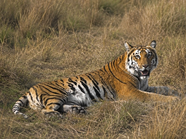 Luxury Nepal Wildlife Safari