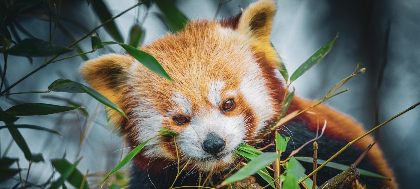 Red Panda Tracking in Nepal: A Luxury Guide for 2026